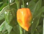 Hot Habanero Peppers - 2010-08-21