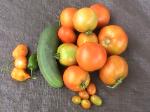 Garden-Produce-2010-09-11