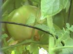 Beefsteak Tomatoes - 2010-07-09